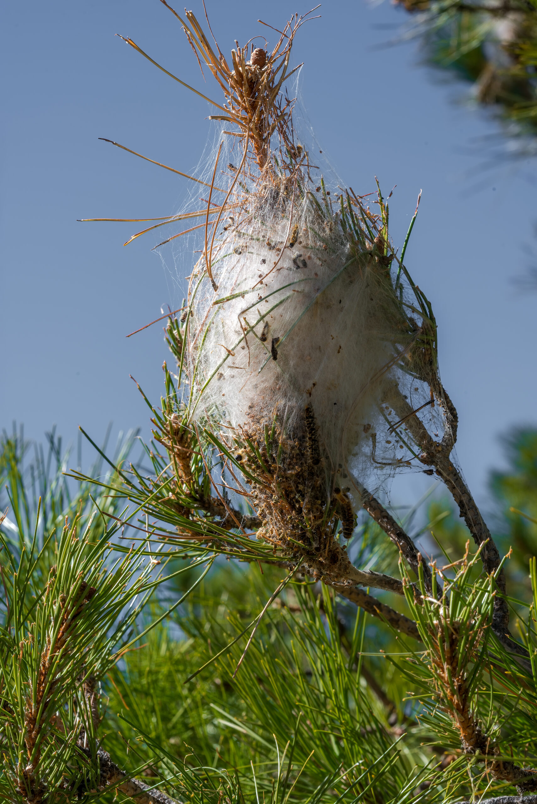 Nid de chenilles processionnaires du pin à Arthun